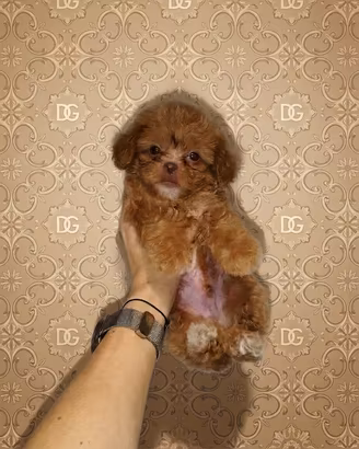 Maltipoo coreano mini Toy choco red