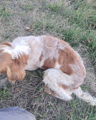 Setter inglese