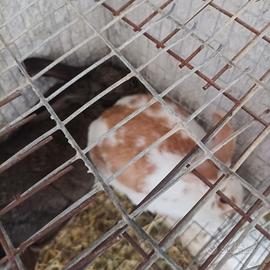 Coppia di conigli