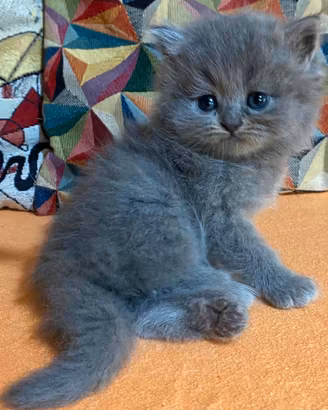 Gattina persiano femmina 