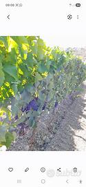 Uva da Vino Cirò 3398473279