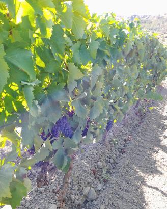 Uva da Vino Cirò 3398473279
