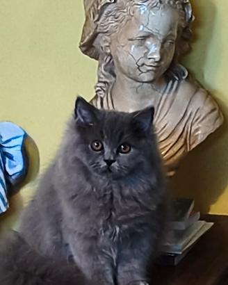 British Blue femmina