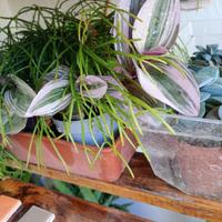 Tredescantia viola o variegata viola verde