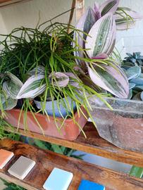 Tredescantia viola o variegata viola verde