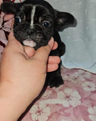 Bulldog Francese maschio tigrato