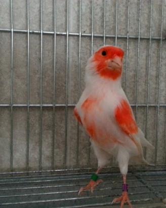 Canarino mosaico rosso/giallo ultimi