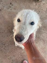 Pandino cucciolo 7 mesi