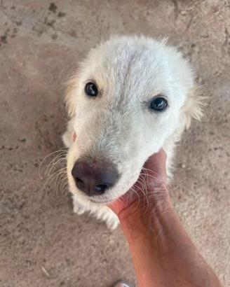 Pandino cucciolo 7 mesi