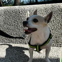 Monta per chihuahua maschio