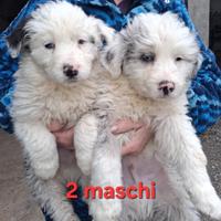 Cuccioli pastore australiano/pastore bergamasco
