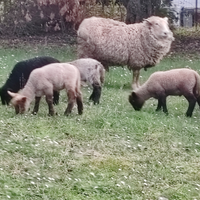 Agnelli razza pesante