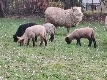 Agnelli razza pesante