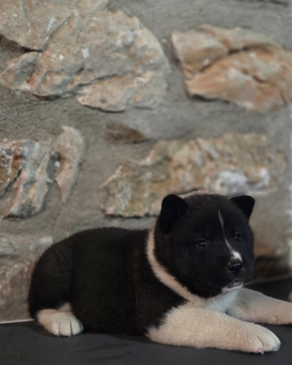 Akita americano