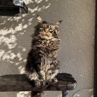 Maine Coon con Pedigree per monta