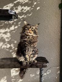 Maine Coon con Pedigree per monta