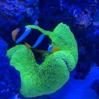 Pesce Pagliaccio Adulto