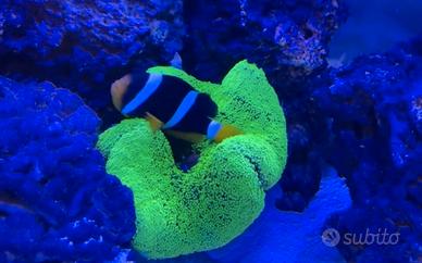 Pesce Pagliaccio Adulto