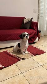 Simil shihtzu