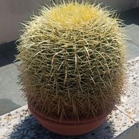 cactus grusonii echinocactus cuscino suocera