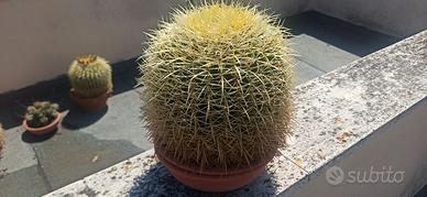 cactus grusonii echinocactus cuscino suocera
