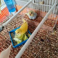 Pulli di Cocorite già svezzati