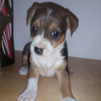 Cuccioli di maltese mix Pinscher