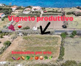 Ribasso prezzo terreno-vigneto 300 mt dal mare