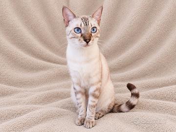 Gatto Bengala Maschio