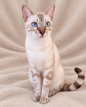 Gatto Bengala Maschio