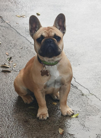 Bulldog francese femmina