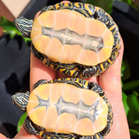 Coppia di Chrysemys picta marginata