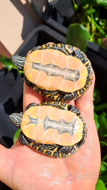 Coppia di Chrysemys picta marginata