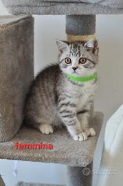 Scotish Fold e Straight