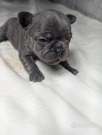 Bulldog francesi blu