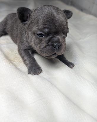 Bulldog francesi blu