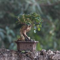 Bonsai Viburno 