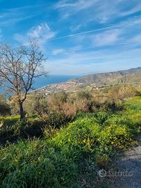 Terreno con ulivi secolari