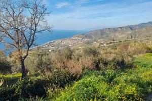 Terreno con ulivi secolari