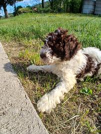 Lagotto romagnolo