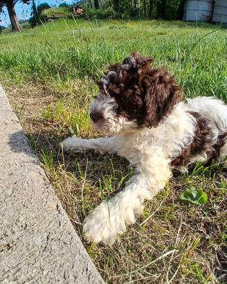 Lagotto romagnolo