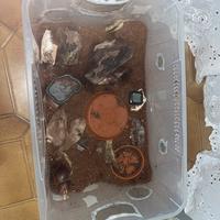 Terrario per anfibi, rettili