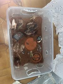 Terrario per anfibi, rettili