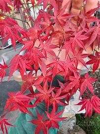 Acer Palmatum Deshojo Anguillara Sabazia 