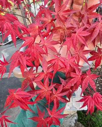 Acer Palmatum Deshojo Anguillara Sabazia 