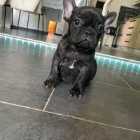 Bulldog francese femmina