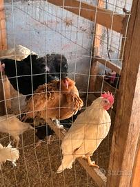 Galline Livornesi