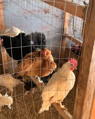 Galline Livornesi