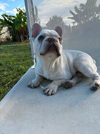 Bulldog francese