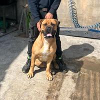 Stallone cane corso per monta
